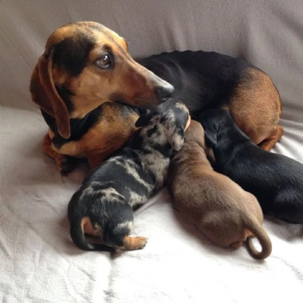cuccioli di bassotto | Foto 1
