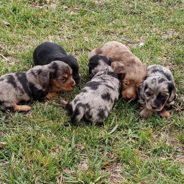 cuccioli di bassotto | Foto 0