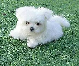 simpatici mini cuccioli maltesi