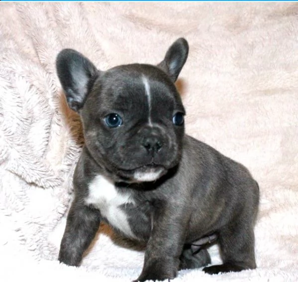 bouledogue