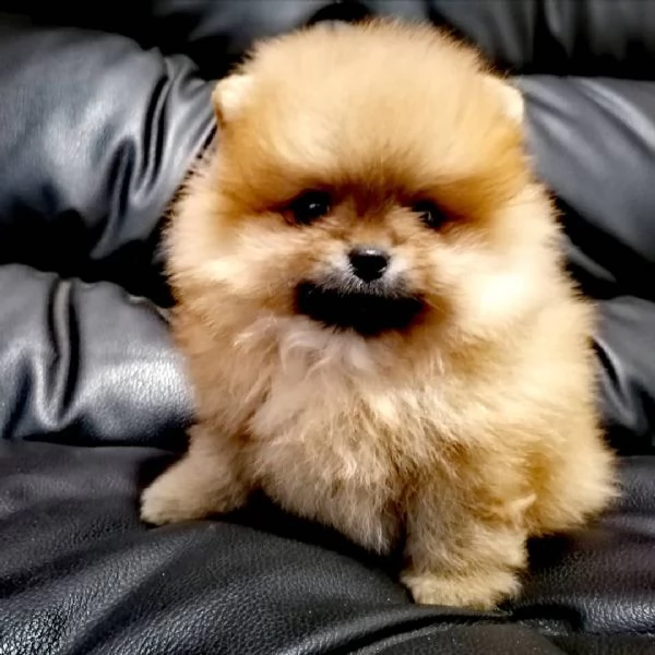 pomeranian mini