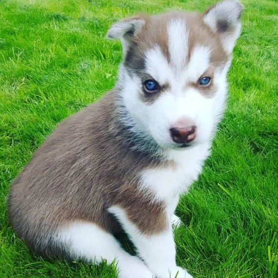 regalo cuccioli siberian husky maschio e femmina
