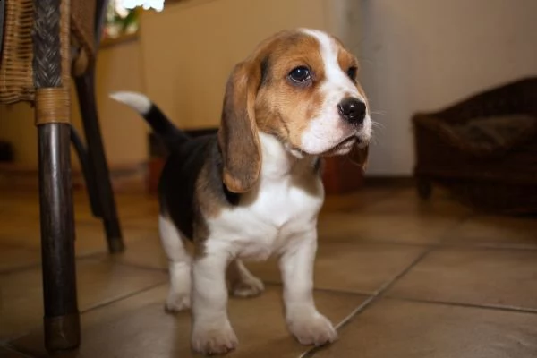 regalo beagle cuccioli meravigliosi !