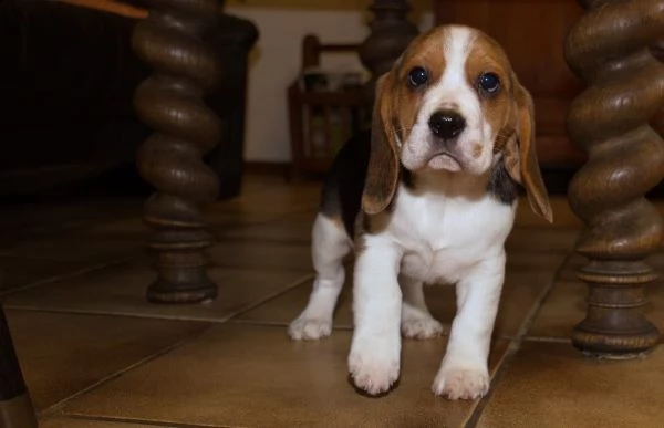  cuccioli di beagle  femminucce e maschietti per l'adozione