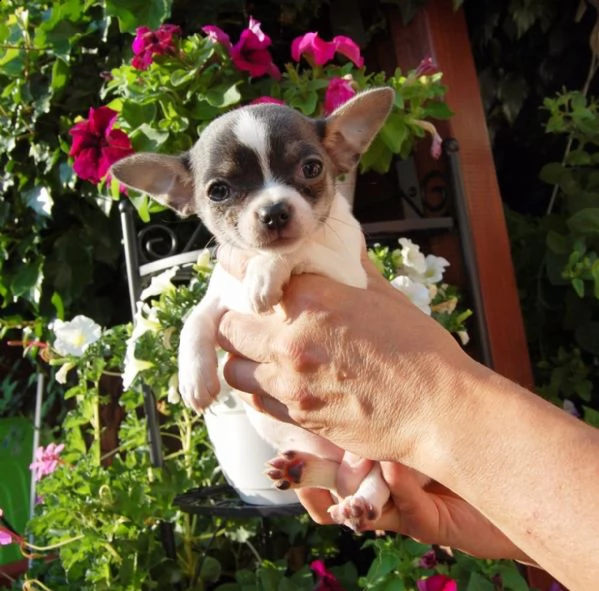  regalo cuccioli di chihuahua mini toy