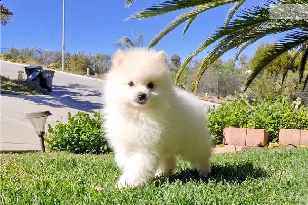 adorabili cuccioli malteser  femminucce e maschietti disponibili