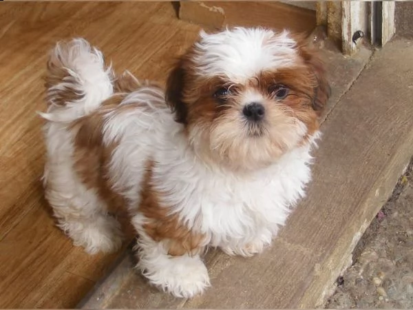 regalo cuccioli shih tzu