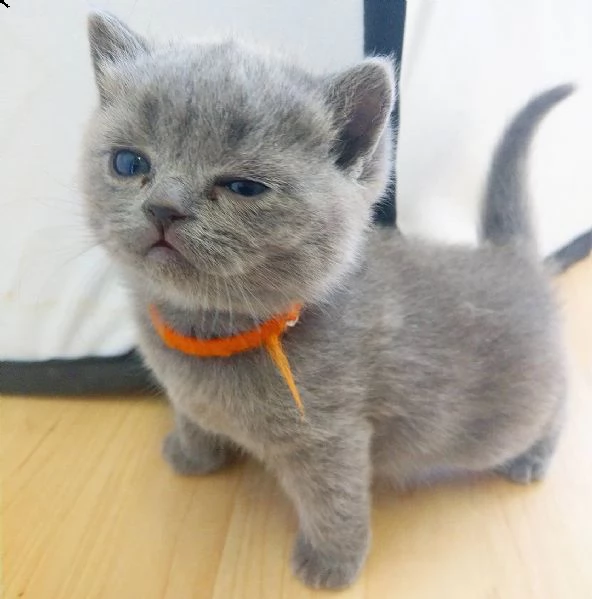 british shorthair | Foto 0