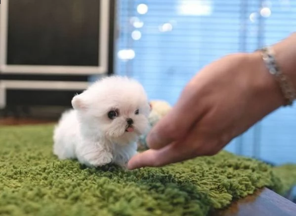 mini toy maltese