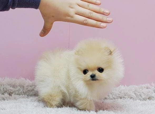 pomeranian toy | Foto 0