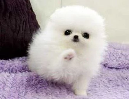 valpino pomeranian nano....