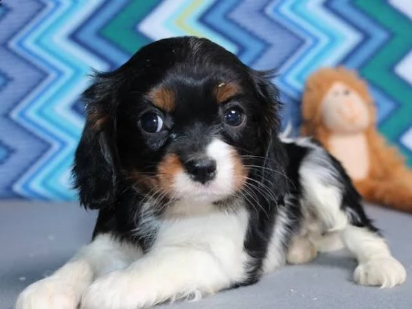 cavalier king charles