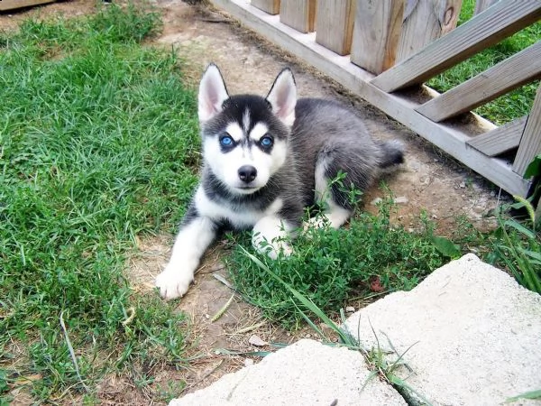 regalo siberian husky con pedigree