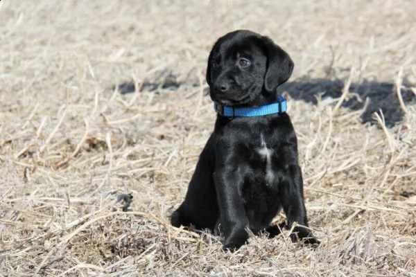 cucciolo labrado | Foto 0