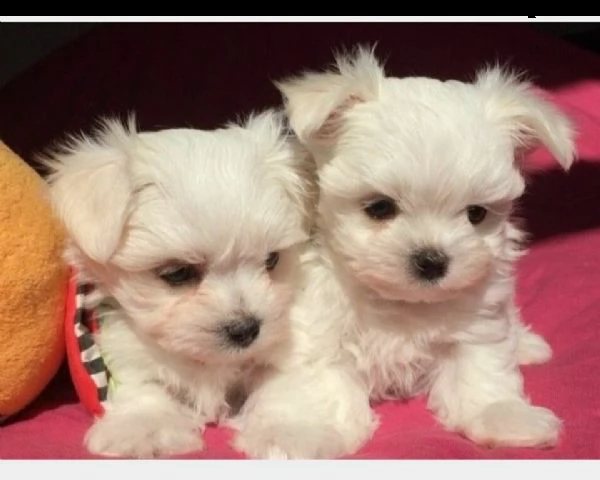 disponibili dei felicissimi cucciolotti di maltese toy