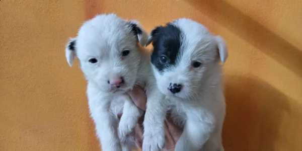 cuccioli bellissimi di chihuahua incrocio di mesi 3 