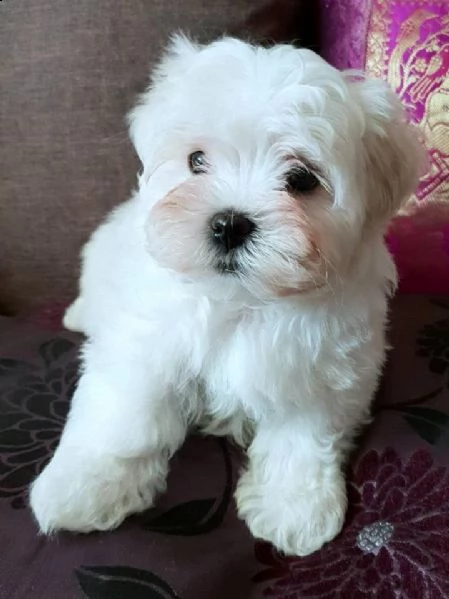 cuccioli di maltese toy, molto socievoli e giocherelloni