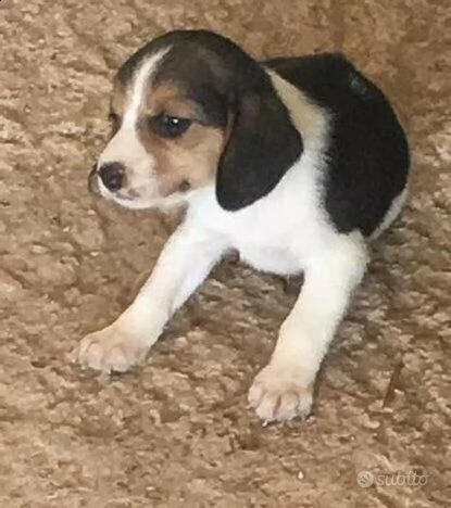 cuccioli di beagle