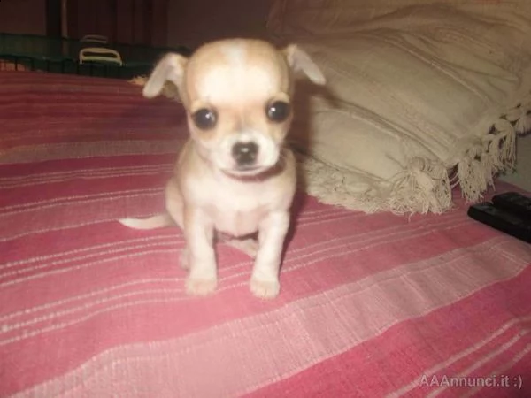 disponibili dei volenterosi cucciolotti di chihuahua toy