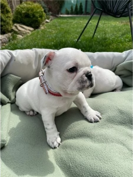 cuccioli di bulldog francese per l'adozione