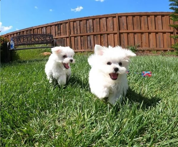 regalo maltese cuccioli meravigliosi ! 