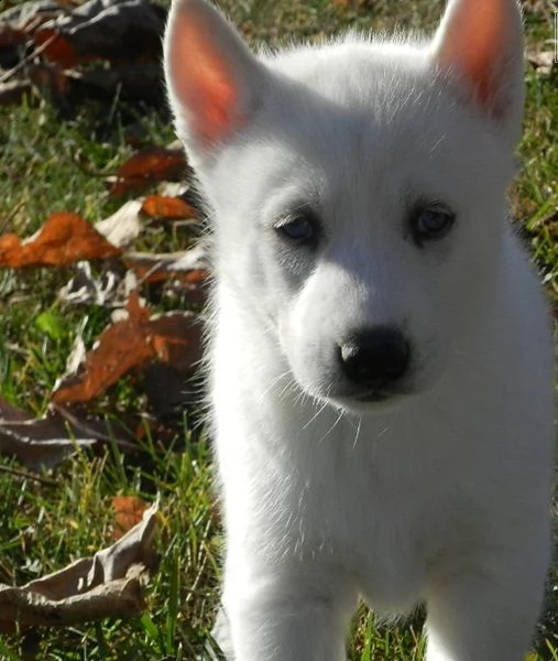 regalo siberian husky con pedigree