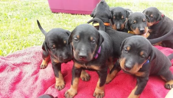  regalo rottweiler con pedigree