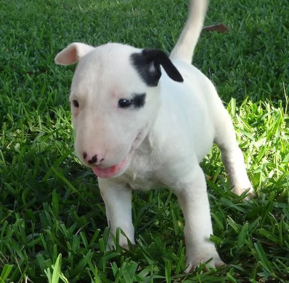  regalo cuccioli pitbull