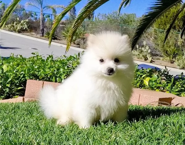  adorabili cuccioli malteser  femminucce e maschietti disponibili