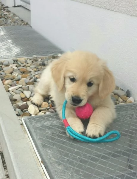  regalo bello labrador  cuccioli maschi e femmine