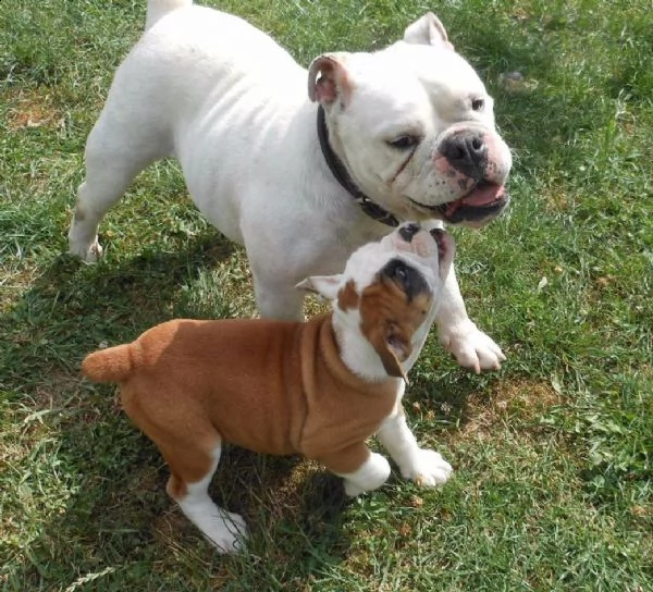 regalo bulldog inglese cuccioli con pedigree