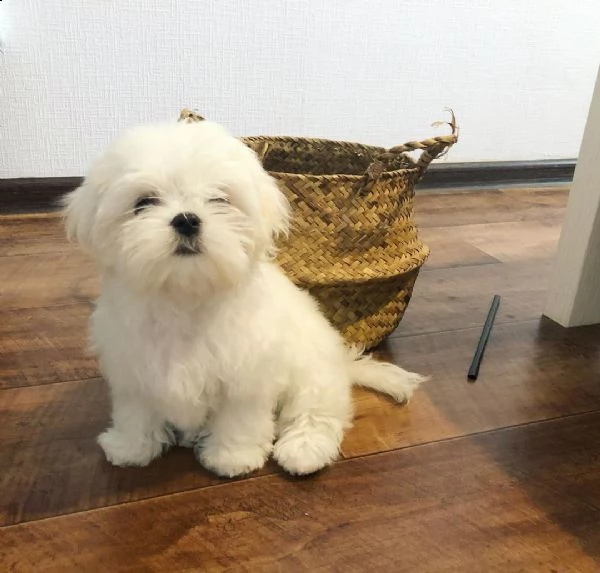 cuccioletto di maltese mini mini toy