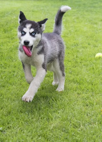 perfettamente blue eyes siberian husky per l'adozione.