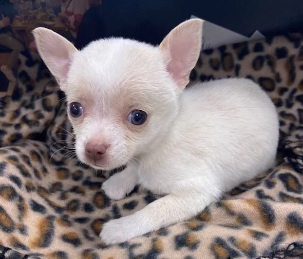 mini chihuahua