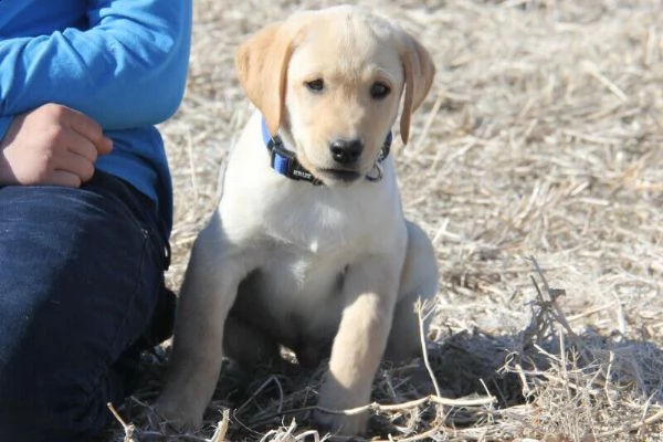 labrado cane