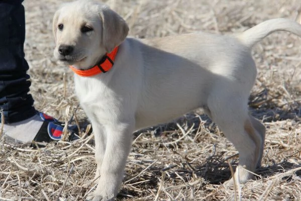 labrado cane | Foto 0