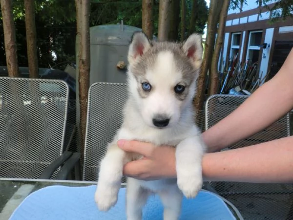  regalo siberian husky con pedigree