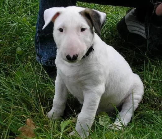  regalo cuccioli pitbull