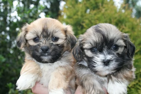  regalo cuccioli di shitzu