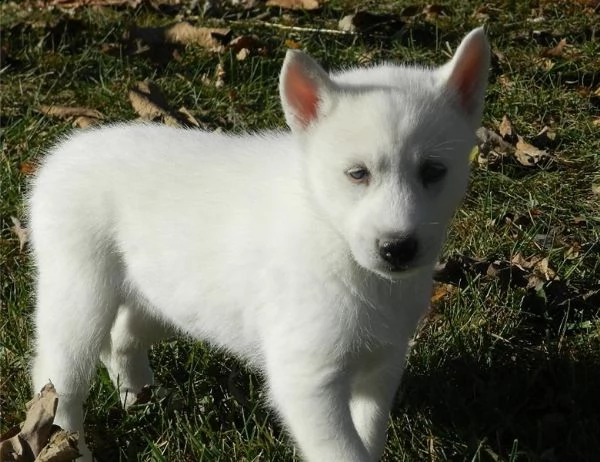 regalo siberian husky con pedigree