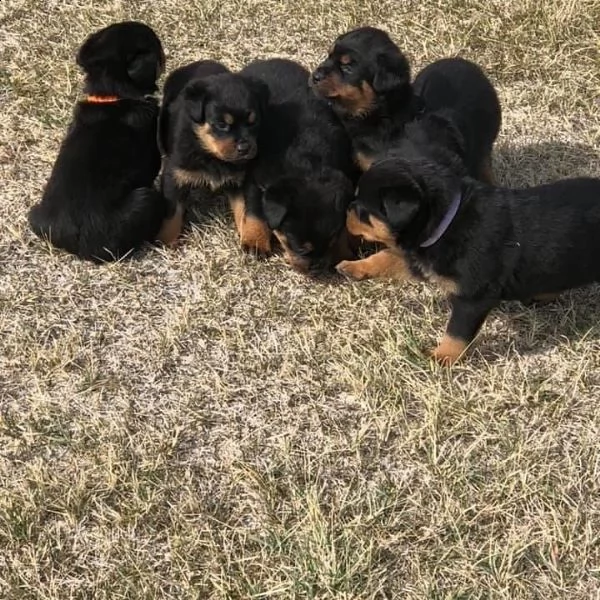 regalo cuccioli rottweiler da privati 