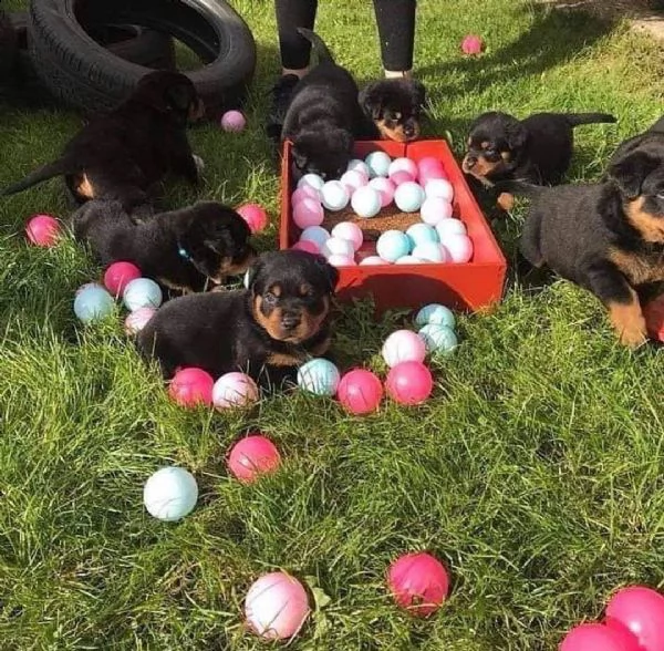 regalare cuccioli rottweiler da privati