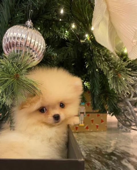 pomeranian toy | Foto 0