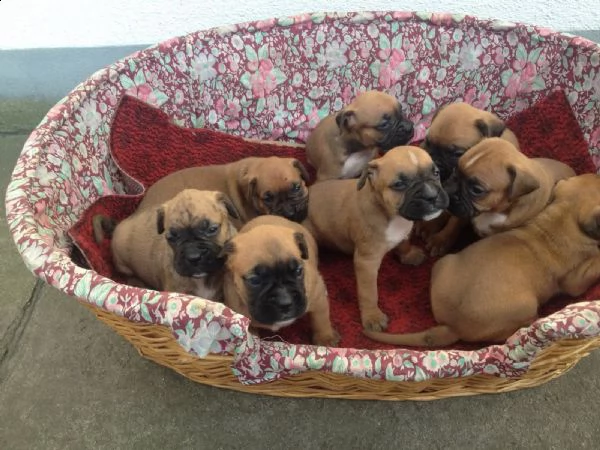  regalo cuccioli di boxer