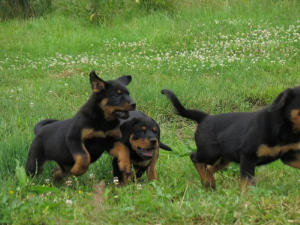 regalo cuccioli di tipo rottweiler con i capelli corti