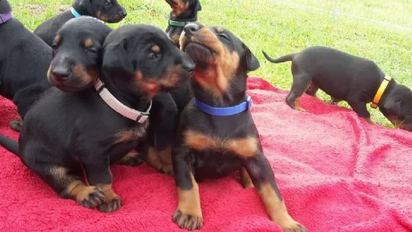 regalo cuccioli di tipo rottweiler con i capelli corti