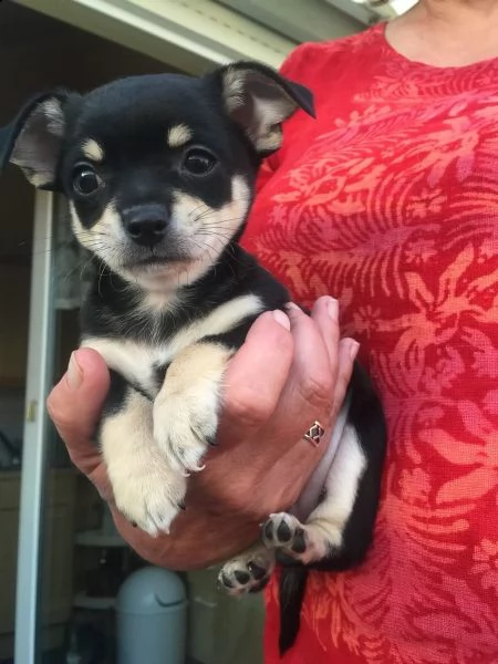 regalo chihuahua meravigliosi