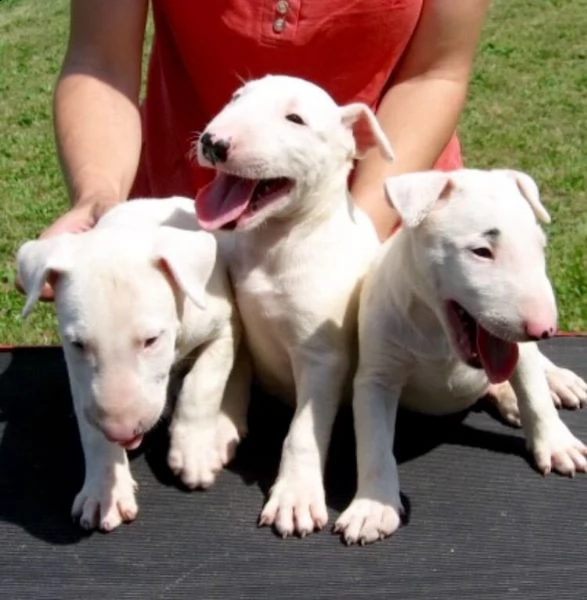  regalo cuccioli di pitbull