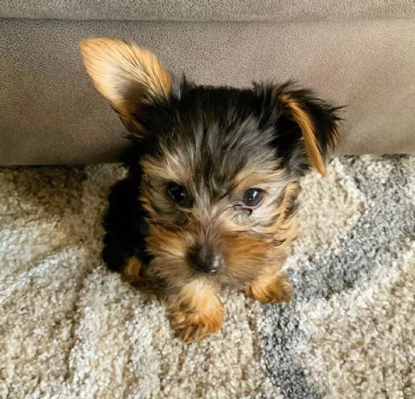 regalo cuccioli yorkshire privati