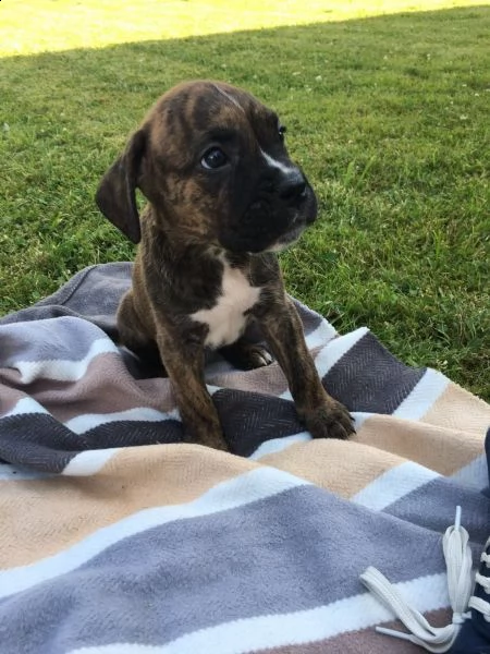 regalo cuccioli di boxer